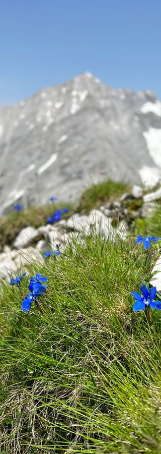 Gentian against a mountain backdrop