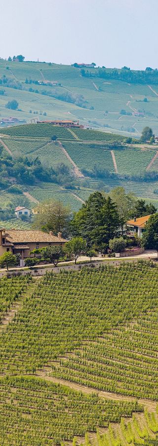 Vineyards in the Langhe region of Piedmont