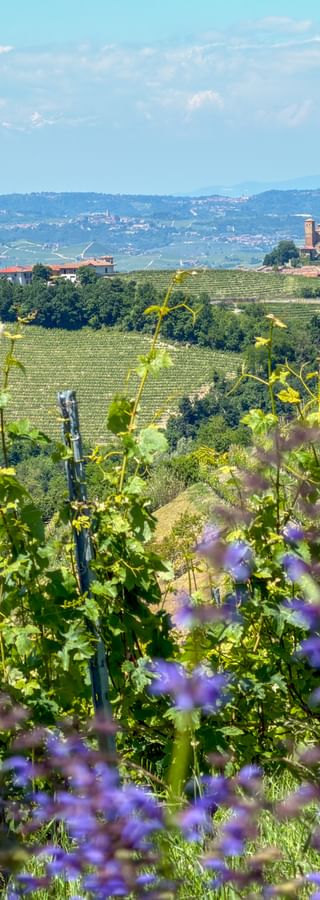 Rolling vineyards in Roddino, Piedmont, with purple wildflowers in foreground. Village with church tower visible on hilltop under blue sky.