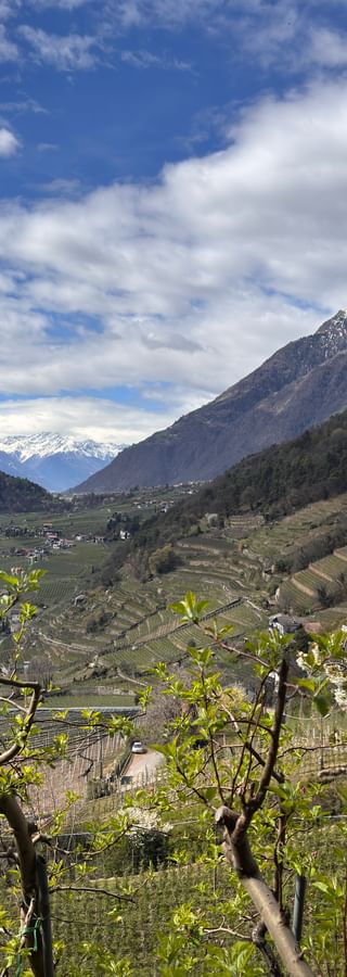Valley view with blooming fruit trees, green fields, and snow-capped mountains under blue sky along the Meraner Höhenweg hiking trail.