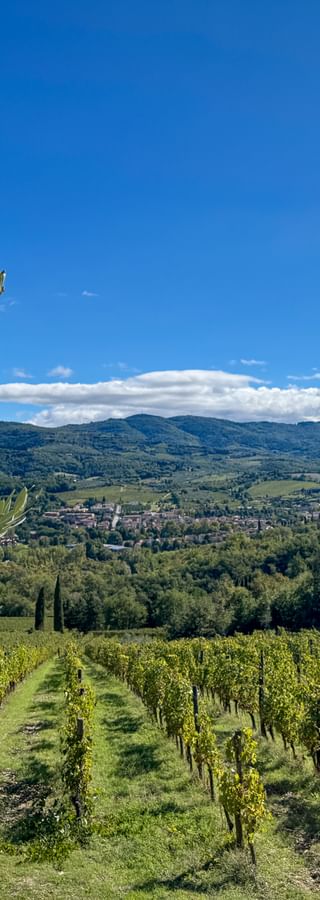 Olivenbaum im Vordergrund mit Weinbergreihen in Greve in Chianti, Toskana. Hügelige Landschaft und blauer Himmel mit Wolken im Hintergrund.