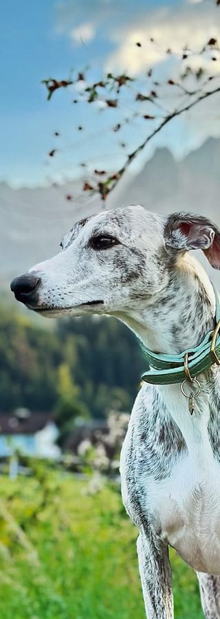 Hund vor Bergkulisse