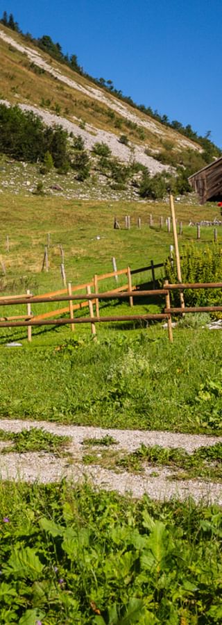 Wandern mit Hund