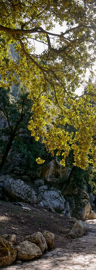 Hiker on stone path near historic monastery building at Lluc, Tramuntana. Trees frame the scene with mountains in the background.