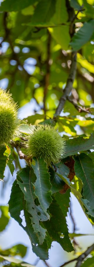 Chestnut foliage