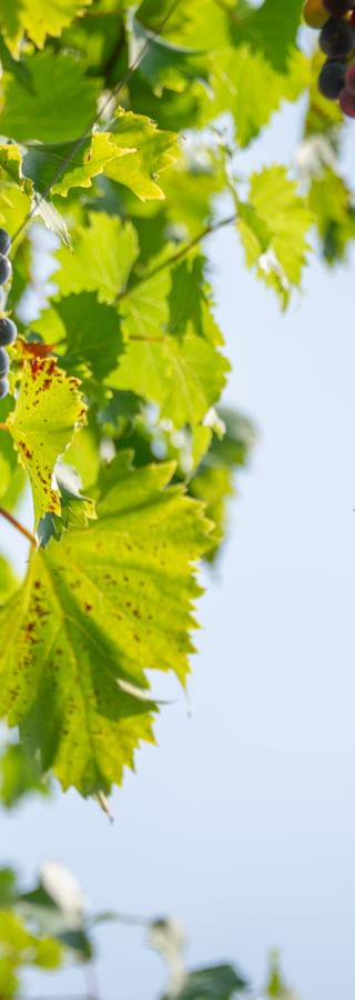 Dunkelviolette Trauben hängen an Weinreben mit grünen und gelben Herbstblättern vor hellem Himmel in einem Südtiroler Weinberg.