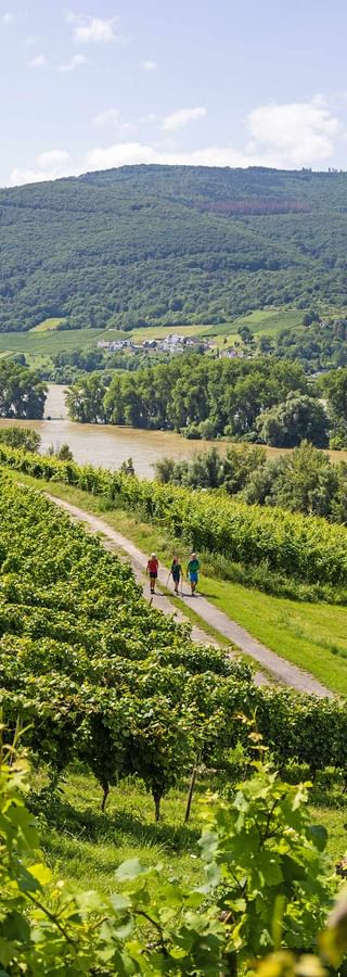 Wanderweg entlang der Weingärten