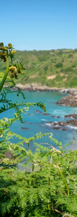 Grüner Farn im Vordergrund mit Küstenblick auf türkisfarbene Bucht zwischen grünen Hügeln auf Jersey, Kanalinseln.