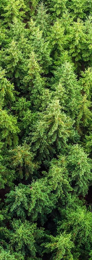 Blick aus Vogelperspektive auf den Nadelwald