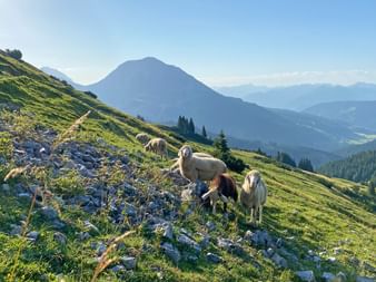Dachstein sheep on the hiking trail