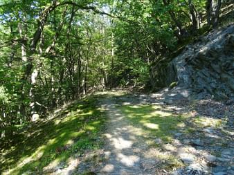 Wunderschöne Wanderwege am Rheinsteig