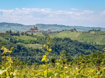 Rolling vineyard hills in Piedmont with the village of Sinio on a hilltop. Green grapevines in foreground, blue sky with white clouds above.