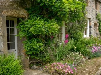 Steinhäuschen auf Sark mit weißen Fenster- und Türrahmen, bedeckt mit grünen Kletterpflanzen. Bunter Garten mit rosa und weißen Blumen davor.