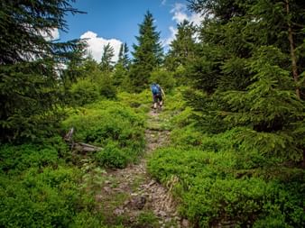 Hikers in the Thuringian Forest