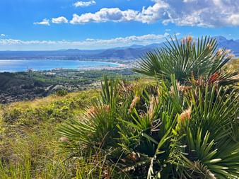 Zwergpalme und Blick auf Port Alcudia