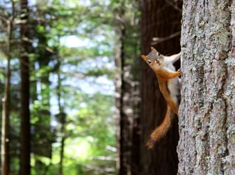Neugieriges Eichhörnchen klettert auf Baum