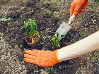 Gardening and planting in your own garden