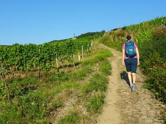 Hikers in the vineyards
