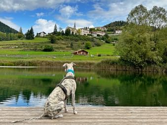 Hund am Steg eines grünen Sees mit Blick auf Hügeln