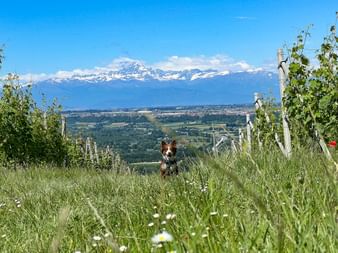 Hund sitzt im Gras mit Bergpanorama im Hintergrund