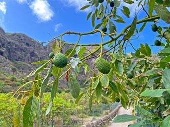 Green avocados hanging on branches with mountain landscape in background. Teno Mountains, Tenerife, with rocky peaks and blue sky.