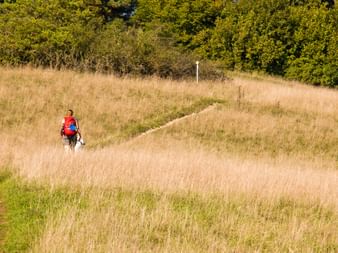 Wanderer mit rotem Rucksack und weißem Hund auf schmalem Pfad durch goldene Wiese mit grünen Bäumen im Hintergrund am Altmühltal Panoramaweg.
