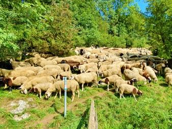 Flock of sheep on the Altmühltal Panorama Trail