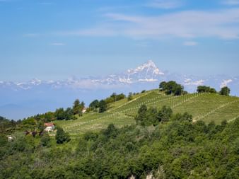 Rolling vineyard hills in Piedmont with rows of grapevines and scattered trees. Snow-capped Alpine peaks visible in the distance under blue sky.
