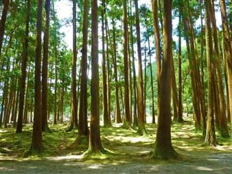 Furnas Forest in the Azores