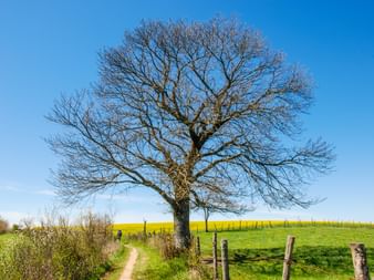 Baum in "Aubrac" am französischen Jakobsweg