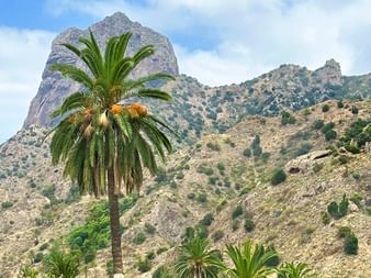 The Canary Island date palm - the symbol of La Gomera