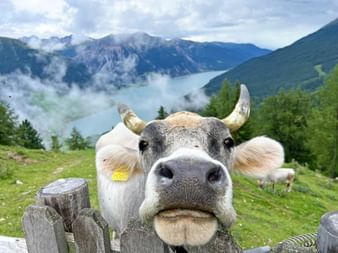 Cow in front of a mountain panorama