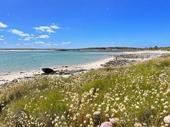 Flower meadow on the beach in Brittany