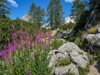 Rocky mountain trail with purple wildflowers in the Julian Alps. Gray limestone rocks, coniferous trees, and mountain peaks under blue sky.