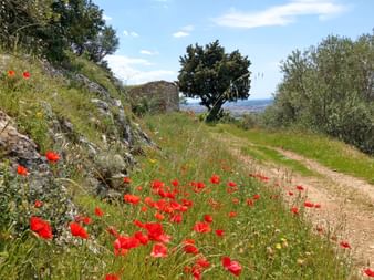Poppies in the hills of Livorno