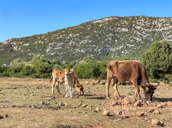 Cows in Sardinia