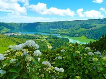 Hydrangeas in front of the crater lakes of the Azores