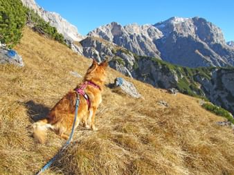 Hiking with your dog in Pinzgau region