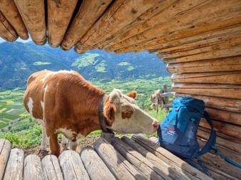 Braun-weiße Kuh schnüffelt an einem blauen Wanderrucksack auf einer Holzhütte im Vinschgau, Südtirol, mit Blick ins Bergtal.