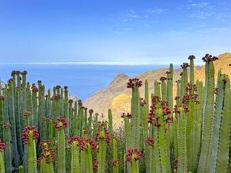 Cardon cactus plant on the royal path with a view of the rocky coast