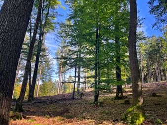 Wald auf dem Räuberland Rundweg