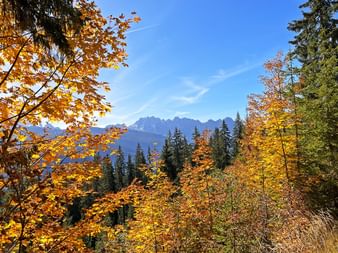 Herbstlicher Laubwald