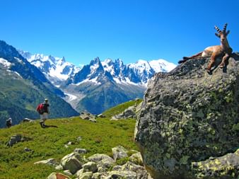 Wandern mit Blick auf die Landschaft und Tiere am Mont Blanc