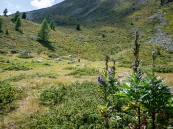 Lupins on the mountain near Schöneben