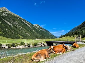 Braun-weiße Kühe ruhen neben einem türkisfarbenen Gebirgsbach im Pinzgau. Grüne Berge und eine Holzbrücke über die Krimmler Ache unter blauem Himmel.