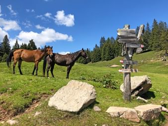 Horses at the alp - Circular hike Mölten