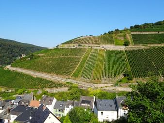 Aussicht auf die Weinberge im Rheintal
