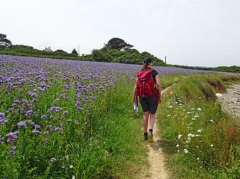 Hiker in a flower field in Brittany