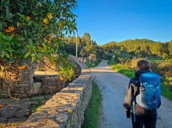 Wanderin mit blauem Rucksack auf dem Portugiesischen Jakobsweg neben Steinmauer mit Orangenbaum, bewaldete Hügel und blauer Himmel.