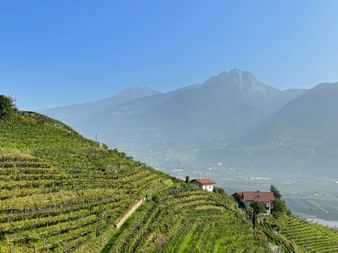 Blick auf Südtiroler Weinberge